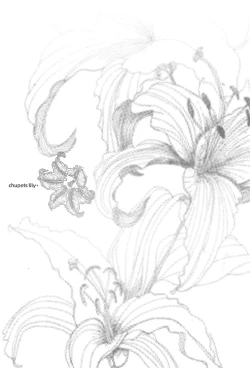 Page 3 of chupets lily+