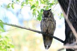 Page 18 of Noraneko Shoujo to no Kurashikata Ch. 4-10