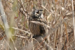 Page 70 of Noraneko Shoujo to no Kurashikata Ch. 4-11