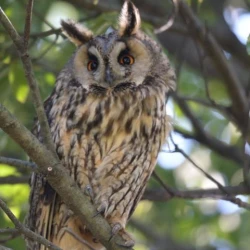 Page 237 of Noraneko Shoujo to no Kurashikata Ch. 4-12