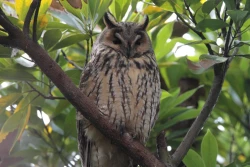 Page 44 of Noraneko Shoujo to no Kurashikata Ch. 4-13