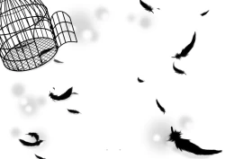 Page 50 of phalaenopsis