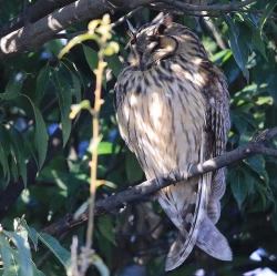 Page 122 of Noraneko Shoujo to no Kurashikata Ch. 4-14