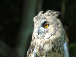 Page 263 of Noraneko Shoujo to no Kurashikata Ch. 4-14