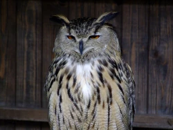 Page 286 of Noraneko Shoujo to no Kurashikata Ch. 4-14