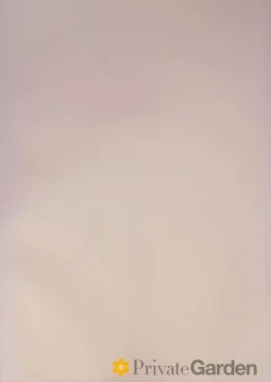 Page 2 of Illustrious Shabaora