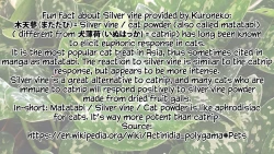 Page 37 of Boy Meets Nyaa God | Boy Meets Cat Goddess Ch. 1-4