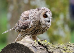 Page 302 of Noraneko Shoujo to no Kurashikata Ch. 4-15