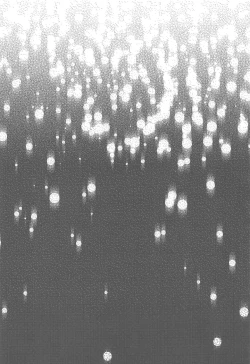 Page 14 of Alola Saimin Tour