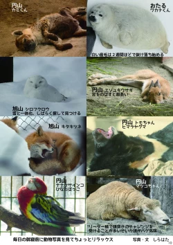 Page 12 of may Kemono Friends Thre Goudoushi 2