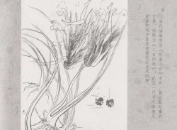 Page 13 of 史上名妓 同命相怜-素素与秀玉（张子明 2013年10月）