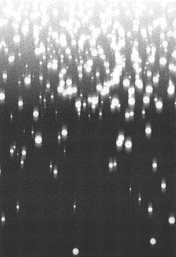 Page 14 of Alola Saimin Tour