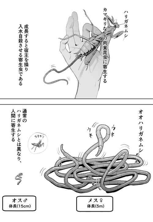 [Velzhe] Oohariganemushi No Seitai