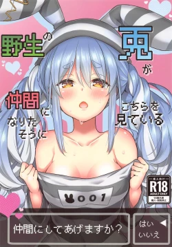 Page 1 of Yasei no Usagi ga Nakama ni Naritasou ni Kochira wo Miteiru