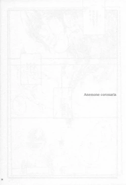 Page 35 of Anemone coronaria