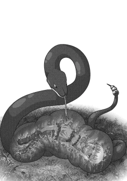 Page 13 of Kasshoku loli-kko shiifu ga Kyodai hebi ni Ikinari marunomi sarechau ohanashi.