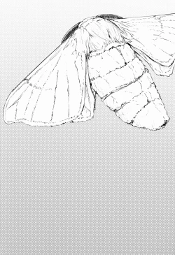 Page 4 of Shiragasane