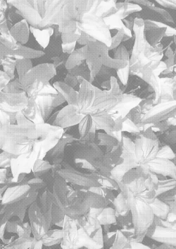 Page 3 of Niizumani Tanin ga Ride suru Honssu!